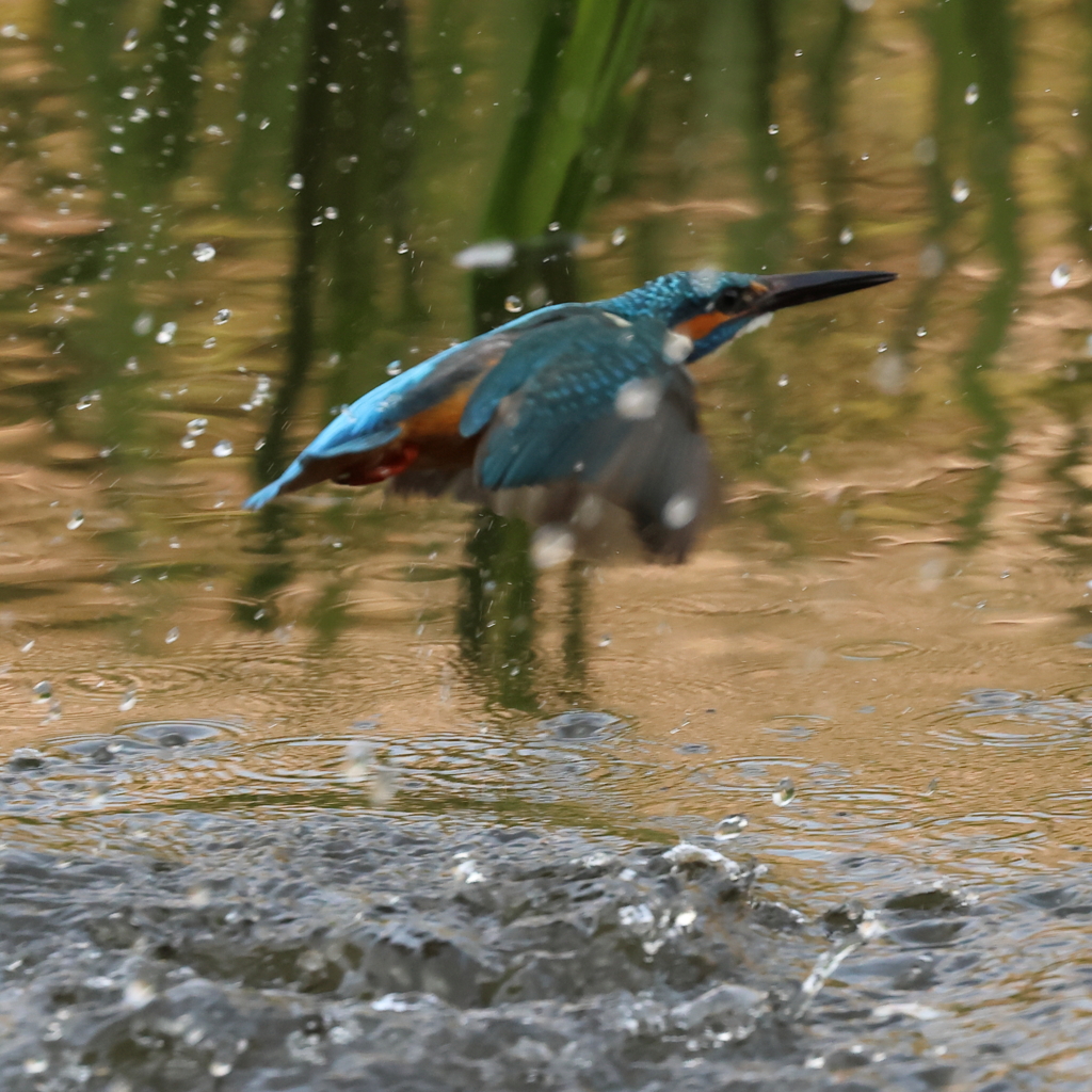 230401-10_飛び込み祭り！
