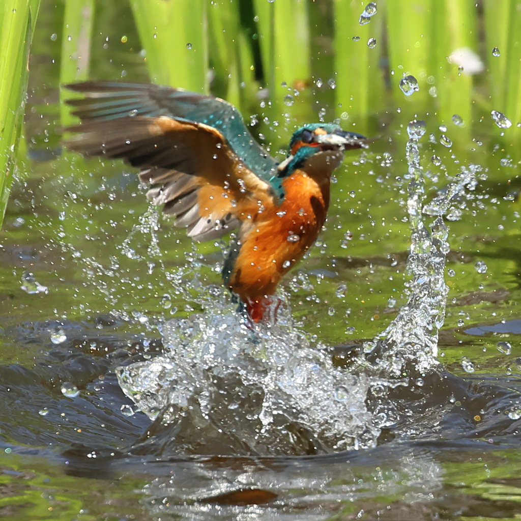 230401-02_飛び込み祭り！
