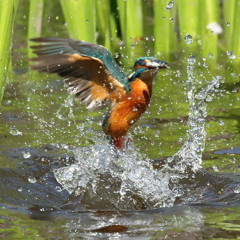 230401-02_飛び込み祭り！