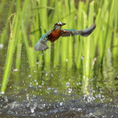 230401-07_飛び込み祭り！
