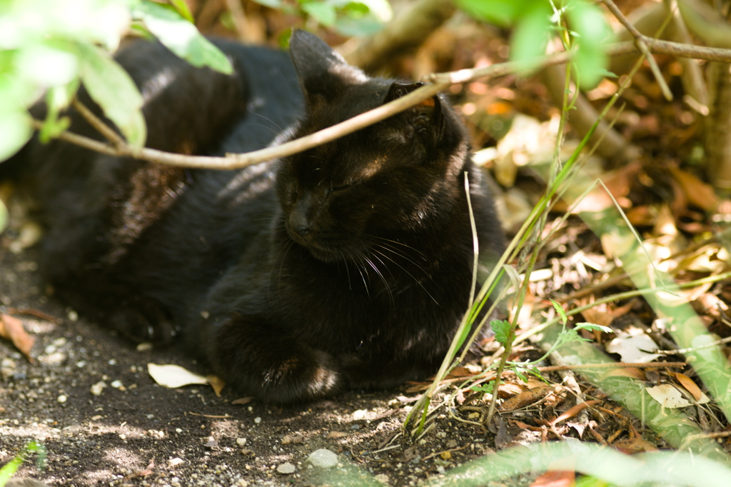 野良の黒猫ちゃん