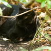 野良の黒猫ちゃん