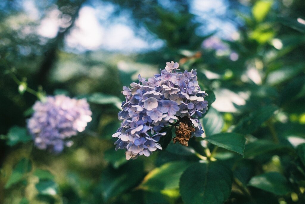 暑そうな紫陽花