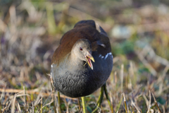 幼鳥？？