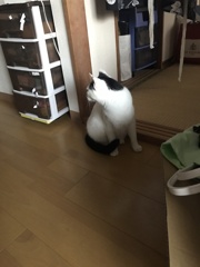 忘れない