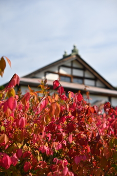 色づく植え込みとはっか御殿