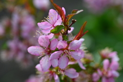 山桜桃(ゆすらうめ)の花