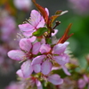 山桜桃(ゆすらうめ)の花