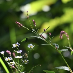 野辺の飾り