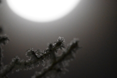 酷寒・月光・凍てつく枝