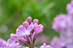 初夏を告げます