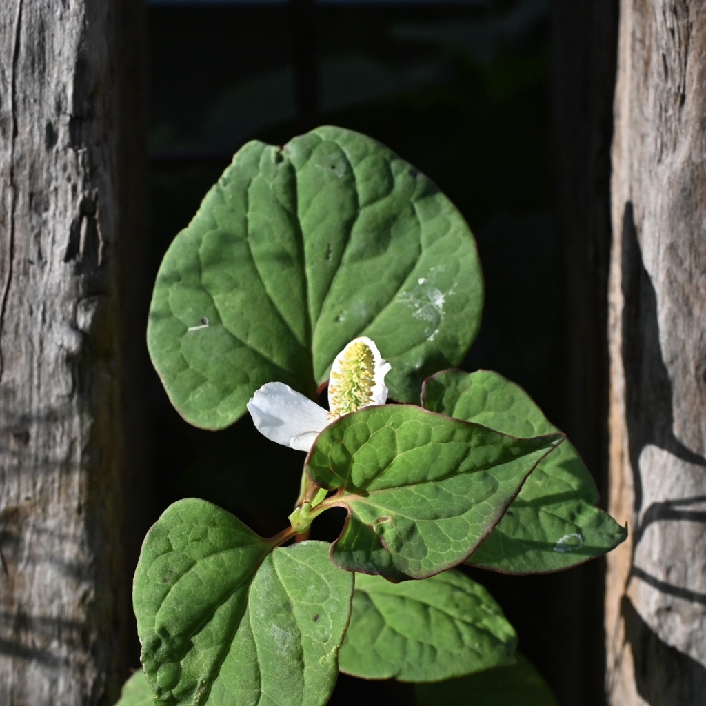 恥ずかしがりやさん^_^