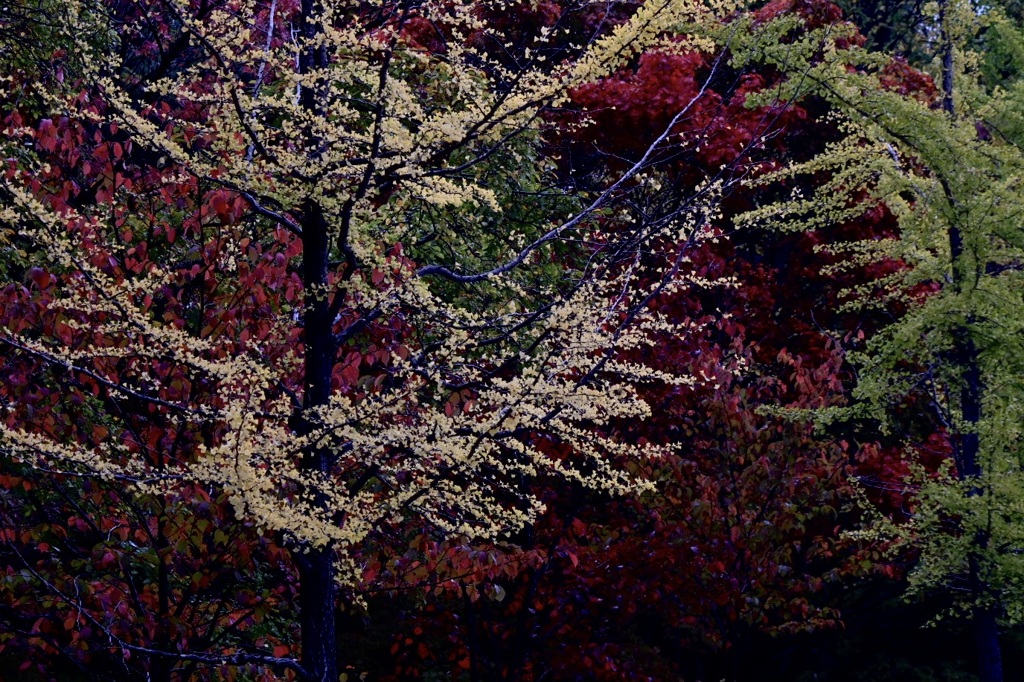 Autumn Leaves