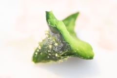 うまいキュウリ！