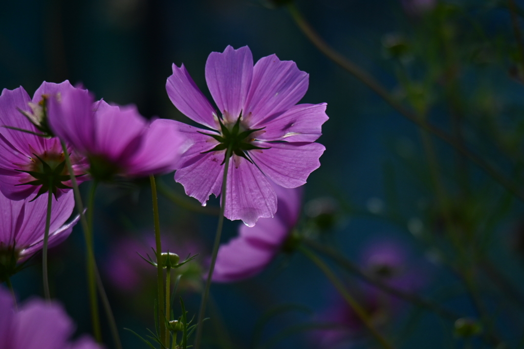 秋桜