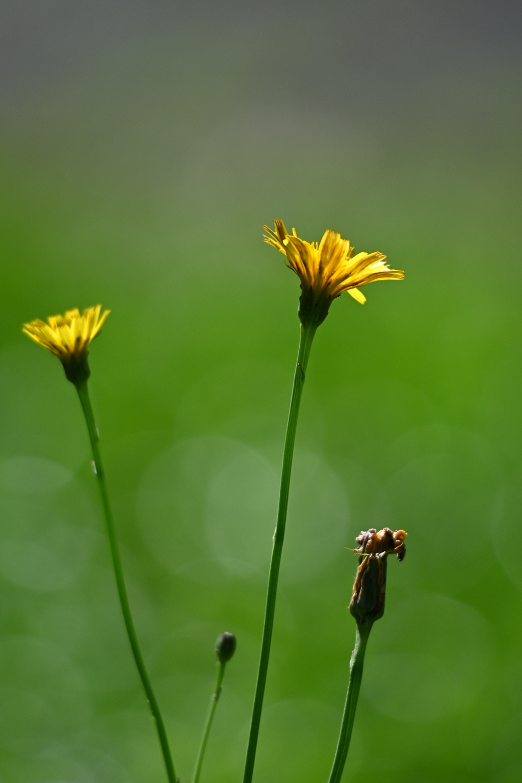 ♪花は咲く♪