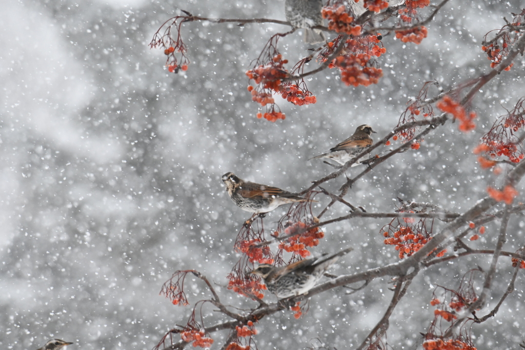 雪鳥図