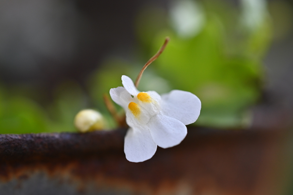 不思議なお花