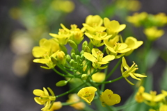 黄色は私のビタミンカラー♪