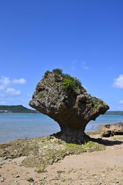 琉球石灰岩恐るべし！