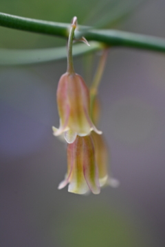 何の花かわかりますか？