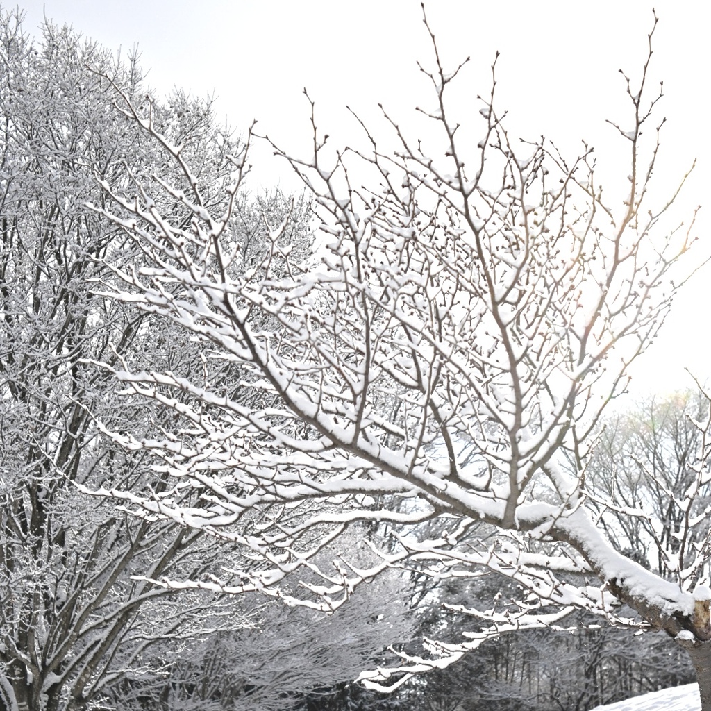 ♪レリゴー！♪