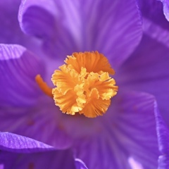 核　芯