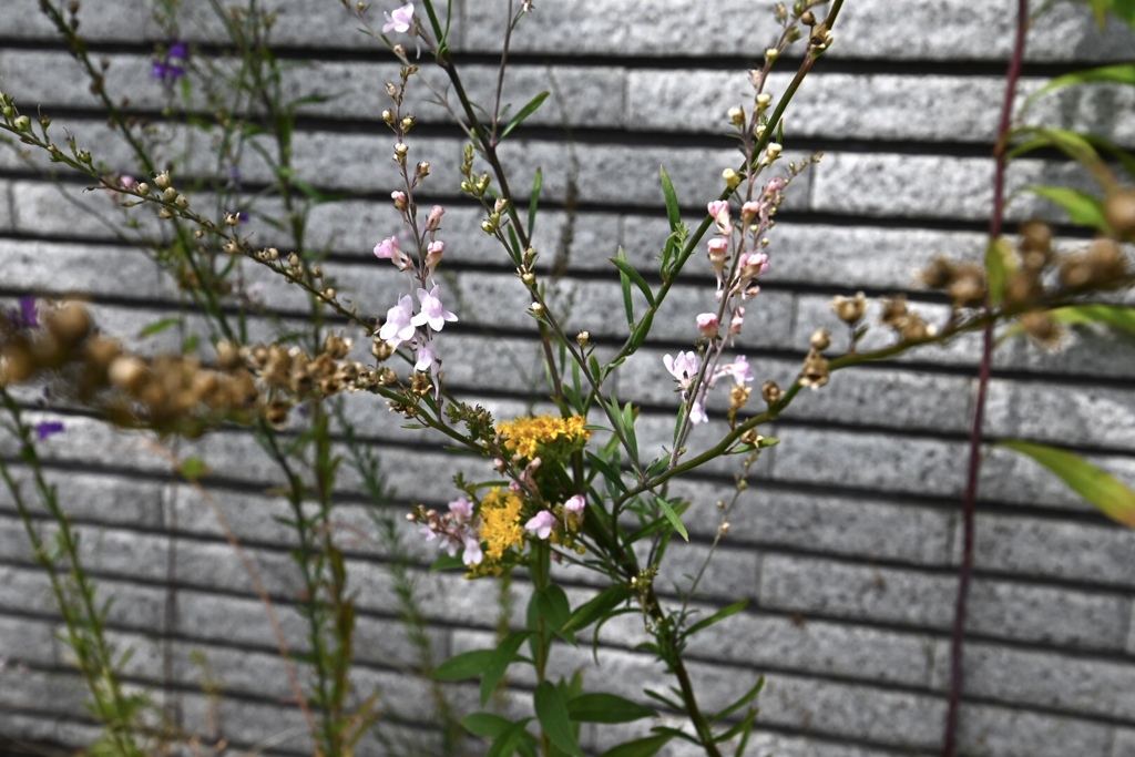 生花のように