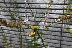 生花のように