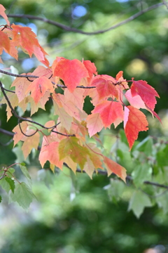 穏やかに紅くなる