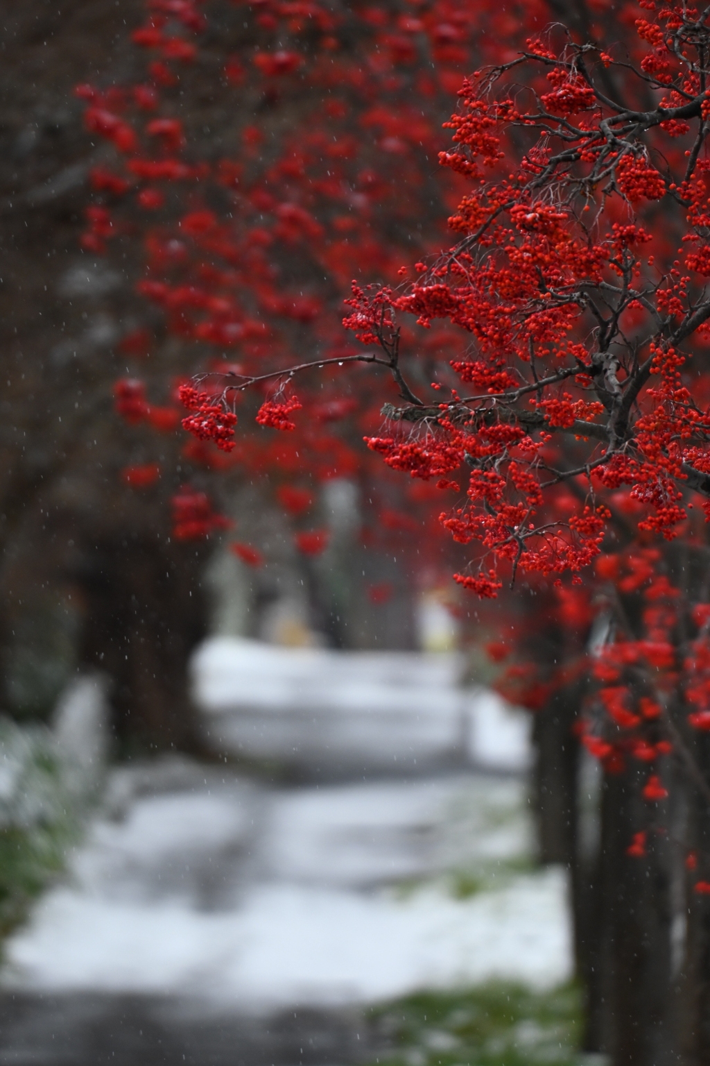 ♪Tombe La Neige♪