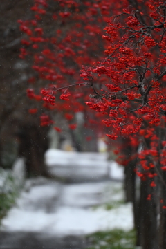 ♪Tombe La Neige♪