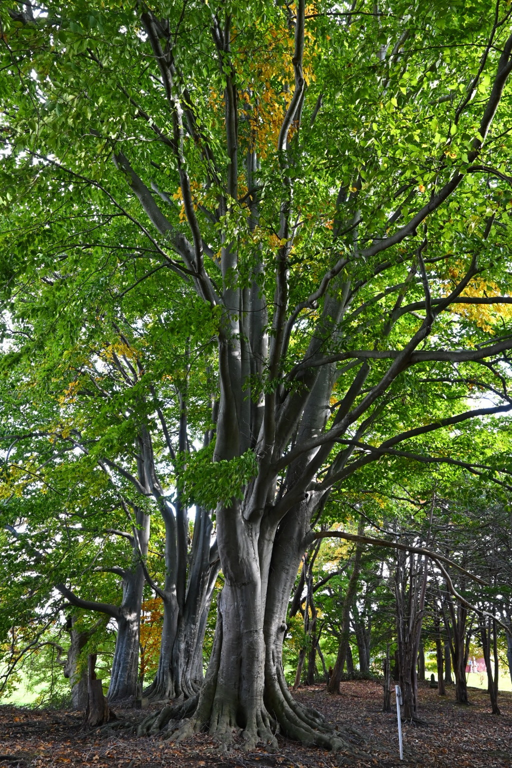 大木