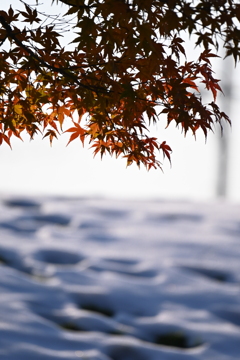 残雪と紅葉