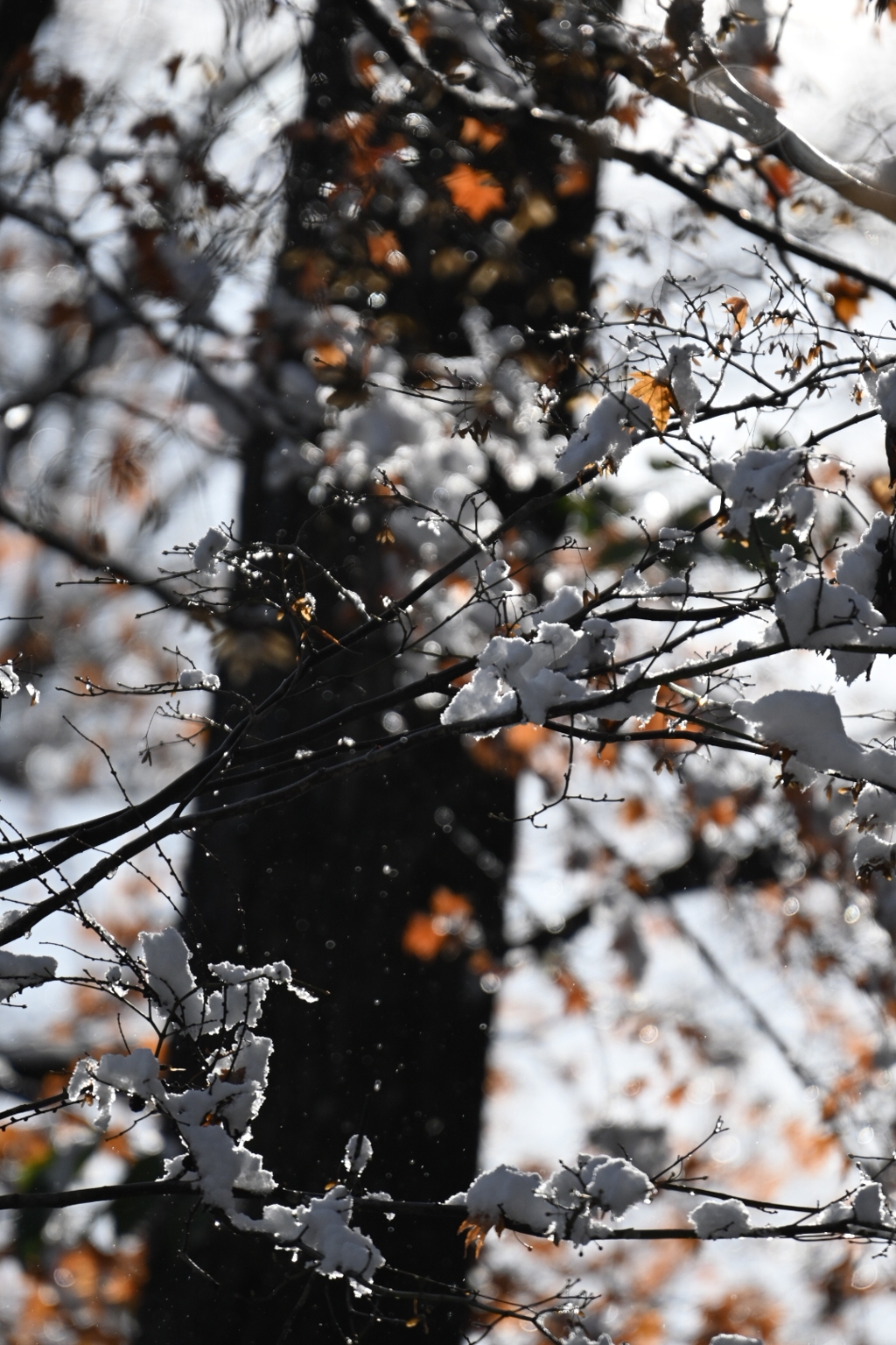 晩秋・初雪