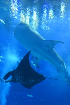 ♪海の底でうたう歌♪