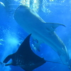 ♪海の底でうたう歌♪