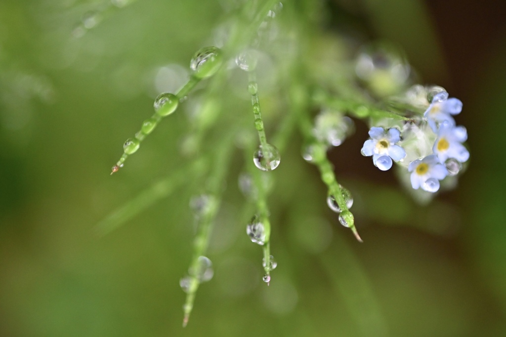 雨の功罪