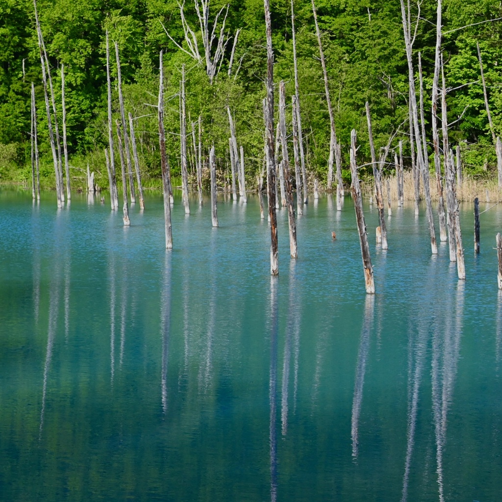 青い池