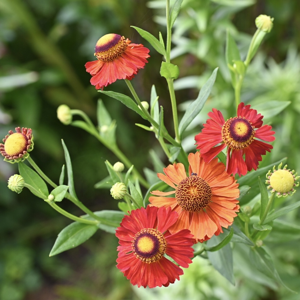 花盛り^_^