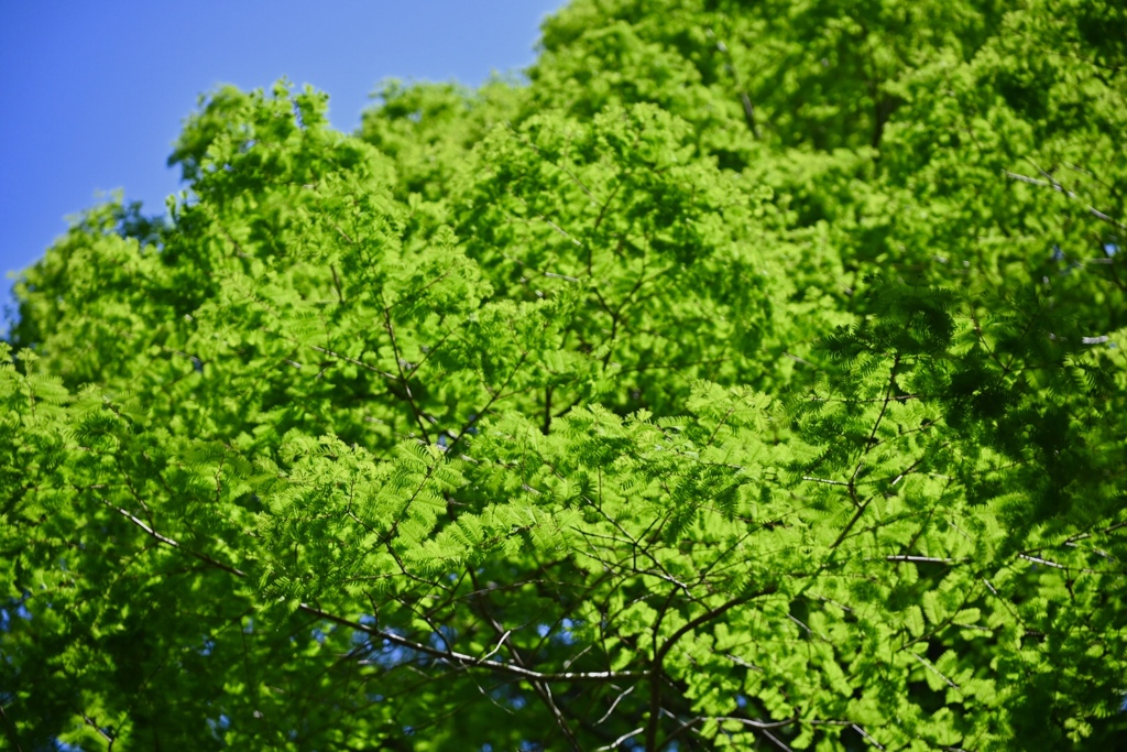 遠い日のベルビア