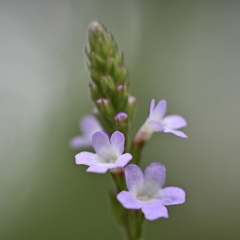 ほんっとに小さな花！