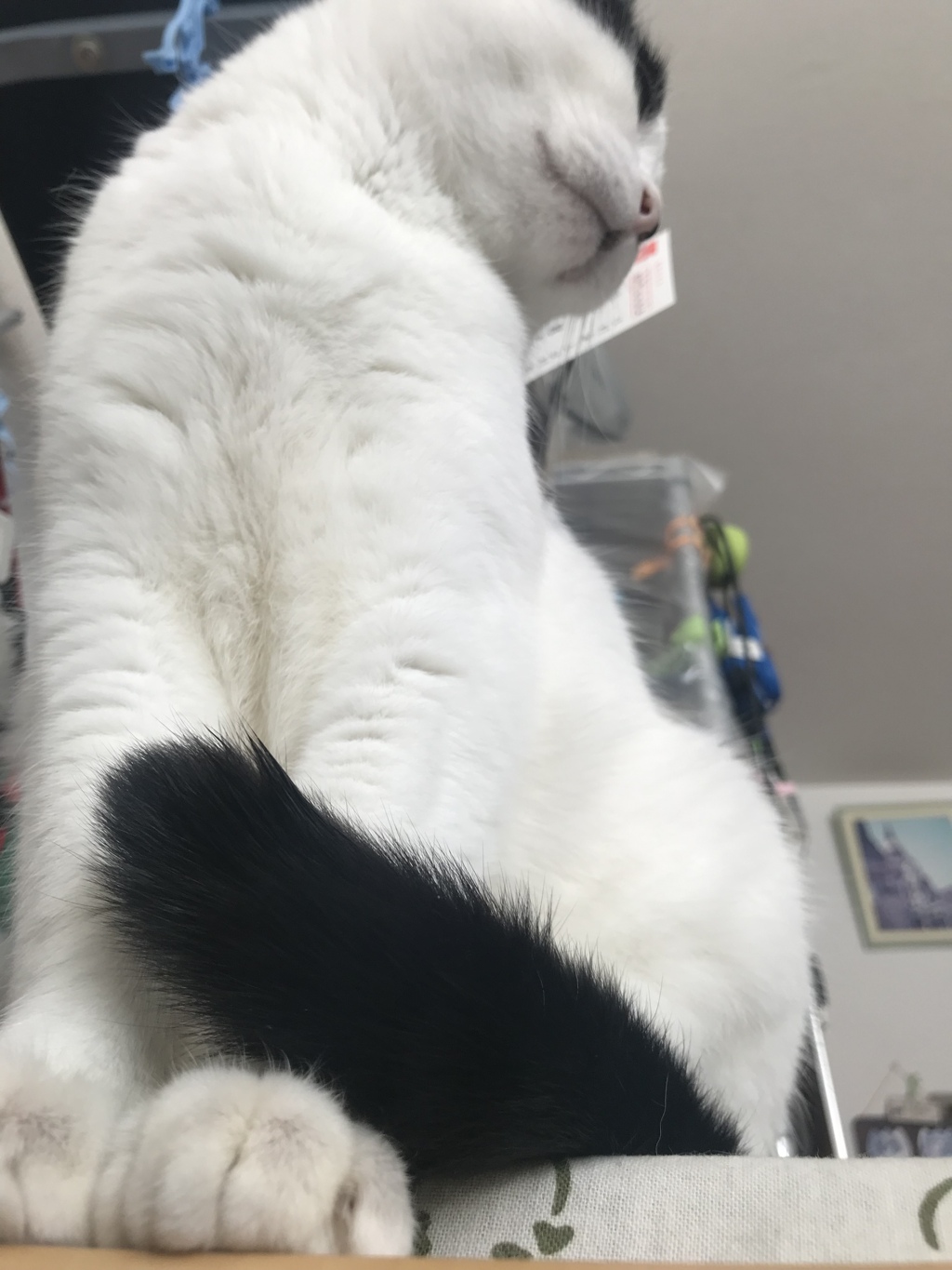 猫の日記念♪