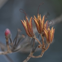 冬の華