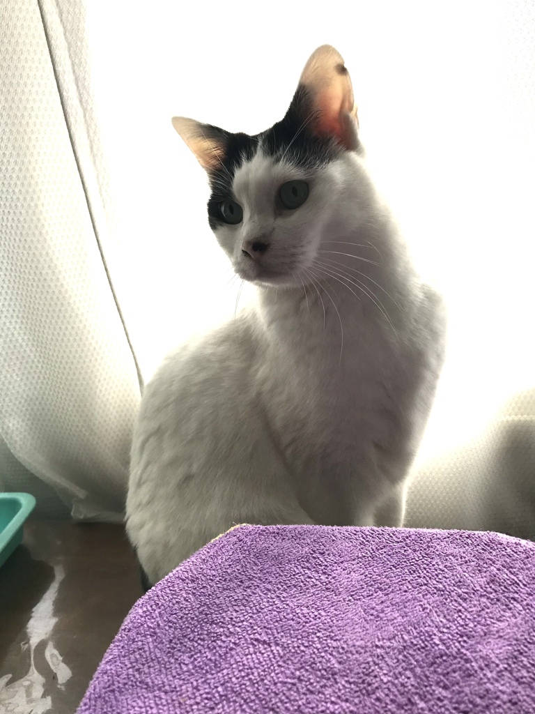 ふくちゃんは覚えています