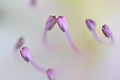 ひそひそばなし