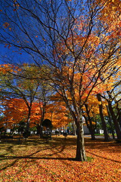 旧町村農場の秋