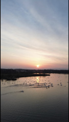 夜明けの白鳥
