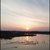 夜明けの白鳥