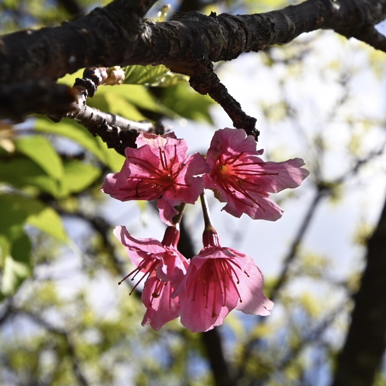 琉球緋寒桜